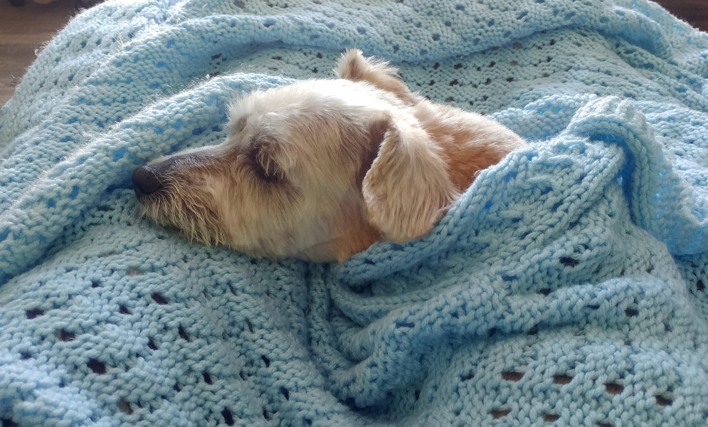 dog in cozy winter blanket