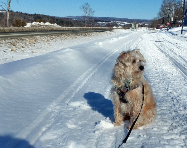 winter walk with a dog